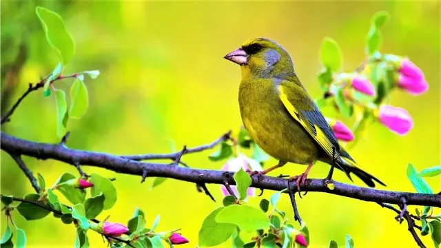 Relaxing Music 1080P Birds Video with beautiful Healing Music