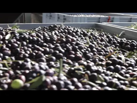 VivaxOlea The Art Of Olive and Oil Video 12