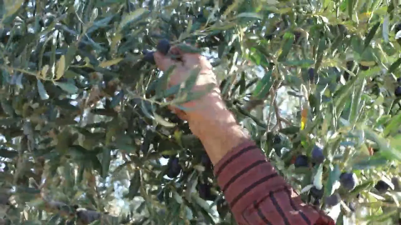 VivaxOlea The Art Of Olive and Oil Video 29